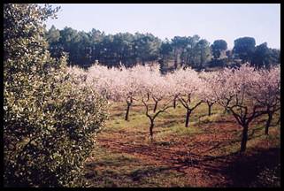 Almendros i Pinos