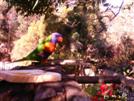 Lorrybird, a very common wild bird in Sydney