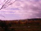 Wellington's wineyard