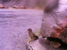 Mr. Kea...can't touch this!