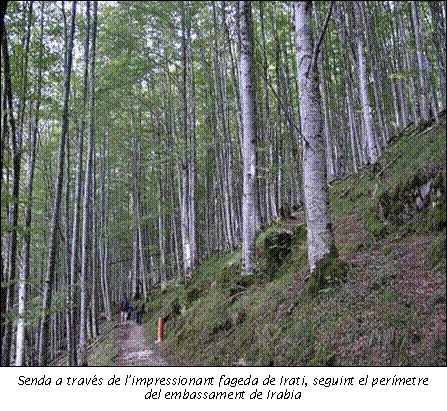 Bosc d'Irati