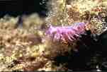 Nudibranquio. Foto: A. Pujades, club Ponent Sub
