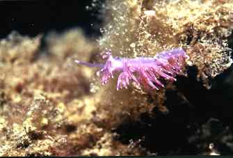 Nudibranquio. Foto: A. Pujades. Club Ponent Sub