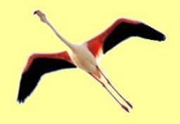 simetr&iacute;a en el flamenco