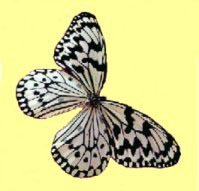 simetr&iacute;a en la mariposa