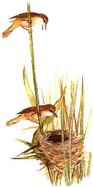 wpe2B.jpg (11358 bytes)