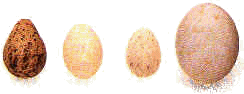 wpe2F.jpg (3841 bytes)