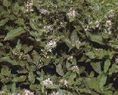 Menta