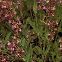 Salvia