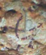 figura 66