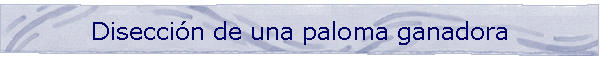 Disecci�n de una paloma ganadora