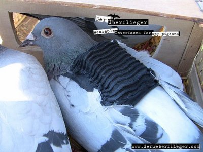 Ave parada encima de una paloma

Descripci�n generada autom�ticamente con confianza media