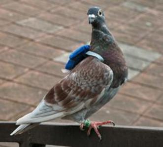 P�jaro parado sobre una superficie de madera

Descripci�n generada autom�ticamente con confianza media