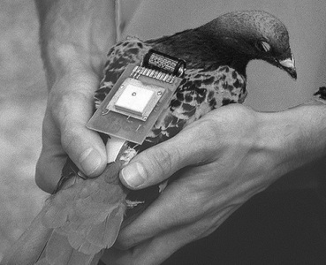 Mano sosteniendo un celular en la mano

Descripci�n generada autom�ticamente con confianza media