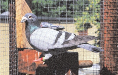 P�jaro parado en una jaula

Descripci�n generada autom�ticamente