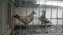 IMG-20170128-WA0015 (4)