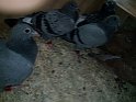 IMG-20170130-WA0000