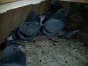 IMG-20170130-WA0001