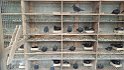 IMG-20170130-WA0010