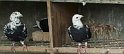 IMG-20170130-WA0012