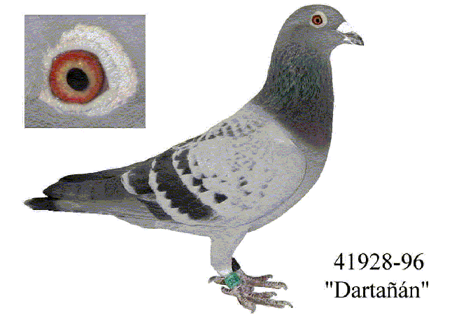 Darta.gif (47130 bytes)