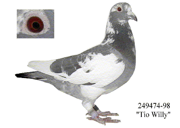 TioWilly.gif (154234 bytes)