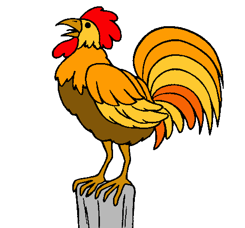 gallo