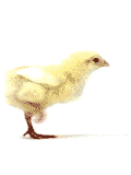 pollito corriendo