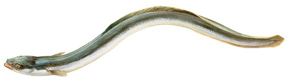 anguila