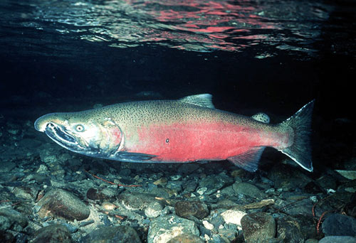 salmon