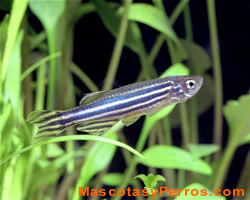 danio