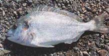 dorada