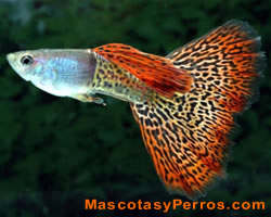 guppy