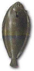 lenguado