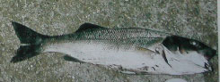 lubina