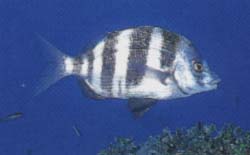 sargos