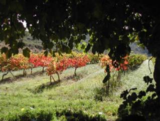 Vinyes del mas de For�ans