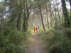 Cam� de Renau
