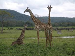 Parc Nacional d'Arusha