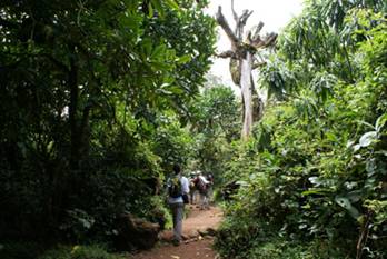 Travessant la selva plujosa per Ruta Marangu al Kilimanjaro
