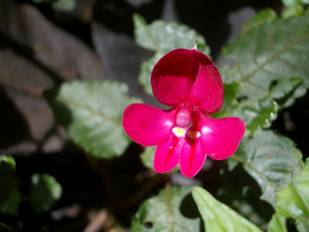 Flor de la passi� del Kilimanjaro