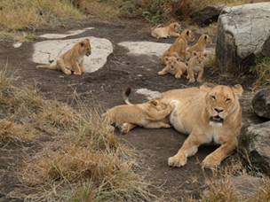 Lleons del Serengeti National Park