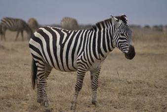 Zebra del Ngorongoro National Park