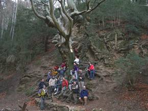 el faig Pare a la fageda del Retaule
