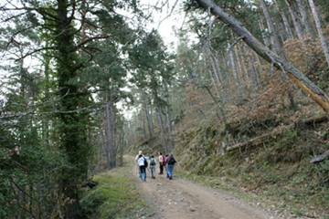bosc de Prades