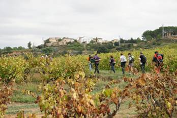 Vinyes arribant a Bellavista