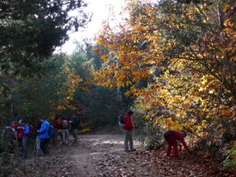 castanyers al barranc de Viern