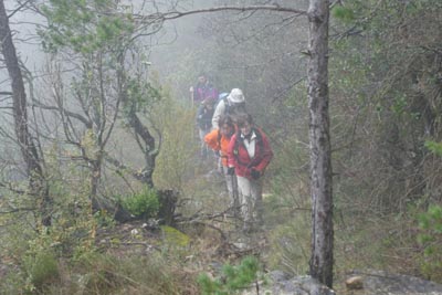 entre bosc i boira