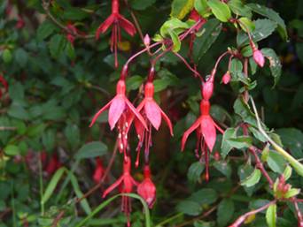 F�csies