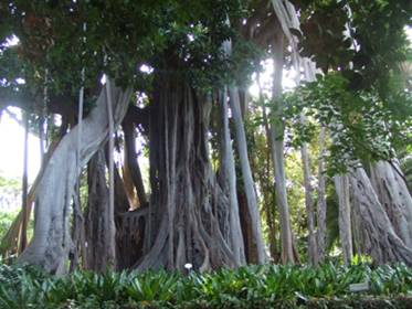 Figuera de Lord Howe